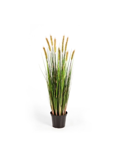 Foxtail Erba W/Verde Fl - 120Cm
