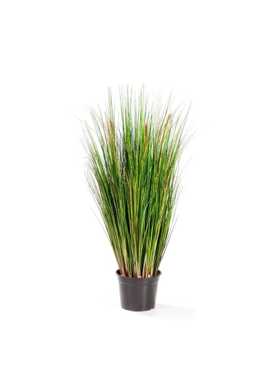Foxtail Erba W/Verde Fl - 90Cm