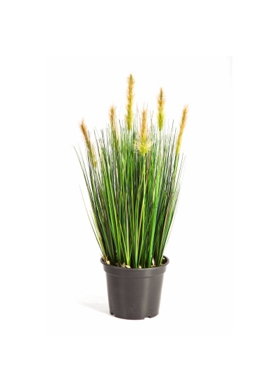 Foxtail Erba W/Verde Fl - 60Cm