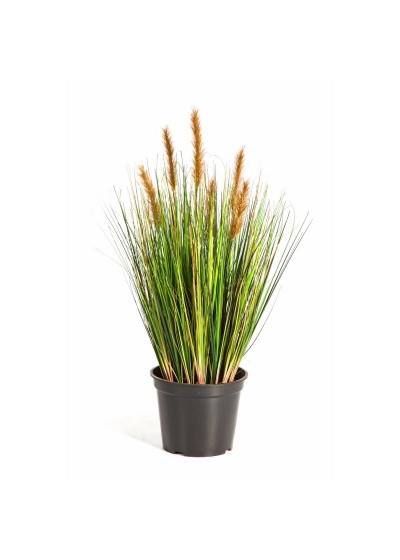 Foxtail Erba W/Marrone Fl - 60Cm