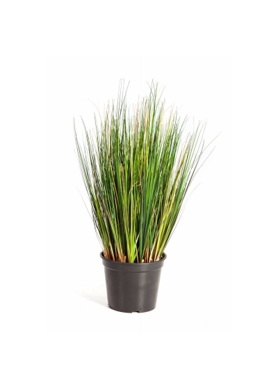 Foxtail Erba - 60Cm