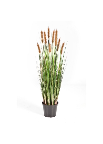 Foxtail Erba W/Marrone Fl - 120Cm