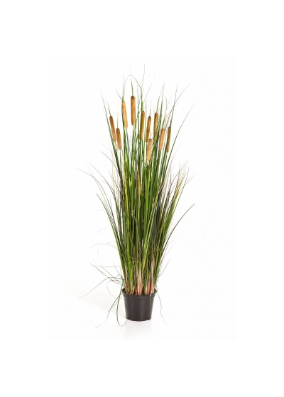 Cattail Erba W/Marrone Fl - 120Cm