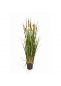 Cattail Erba W/Marrone Fl - 120Cm