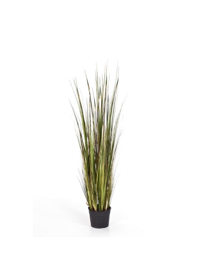 Bambù Erba X 5 - 90Cm