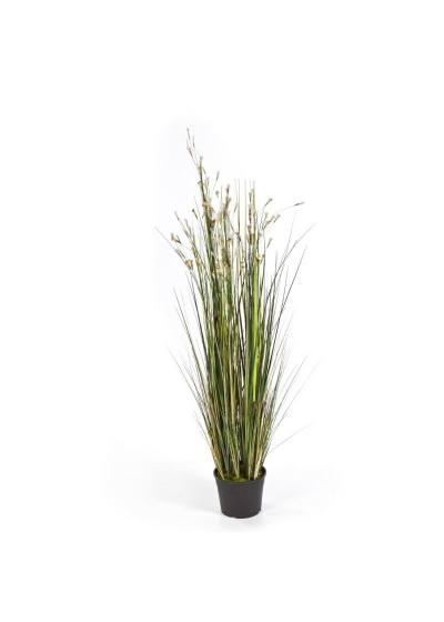 Coral Erba W/Crema Flow - 120Cm