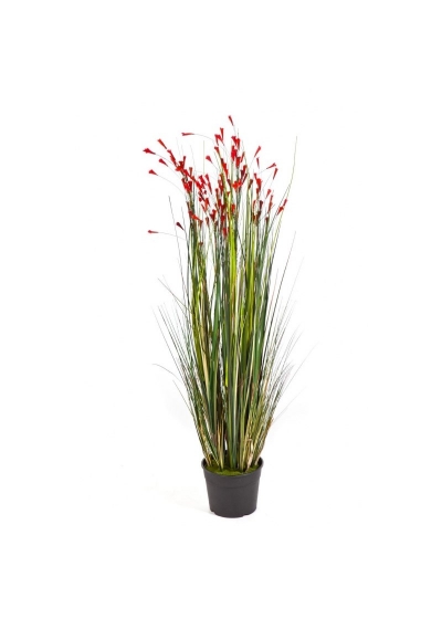 Coral Erba W/Rosso Flower - 120Cm