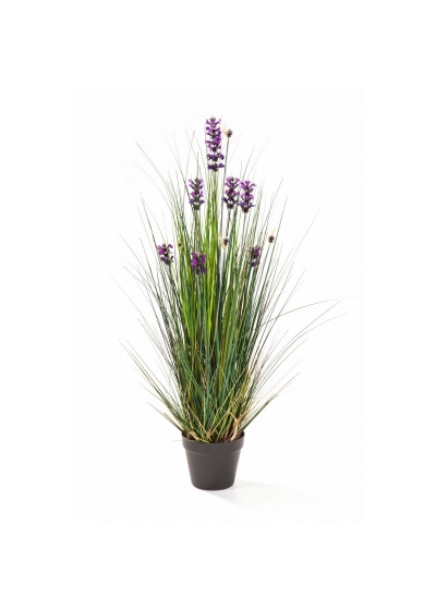 Lavanda Erba - 60Cm
