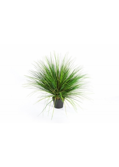 Onion Erba X 1624 - 50Cm