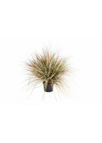 Onion Autumn Erba X 1624-5 - 50Cm