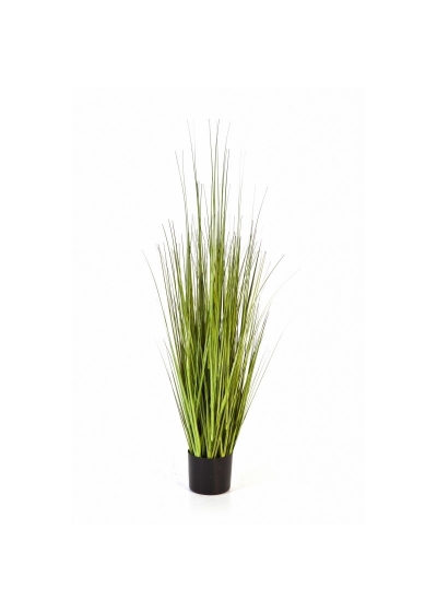 Carex Erba Variegata - 150Cm