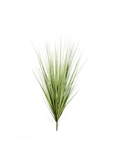 Carex Erba Variegata, Pick 100 C - 100Cm