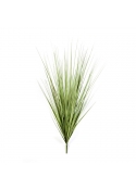 Carex Erba Variegata, Pick 100 C - 100Cm