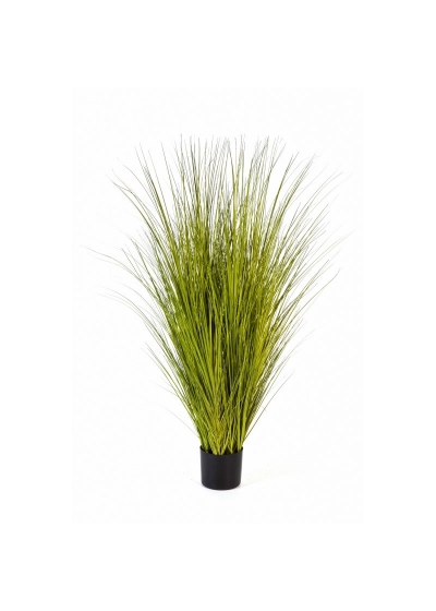 Miscanthus Gold Erba - 85Cm