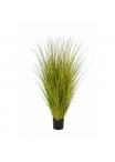 Miscanthus Gold Erba - 85Cm