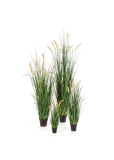 Foxtail Wild Erba W - 140Cm