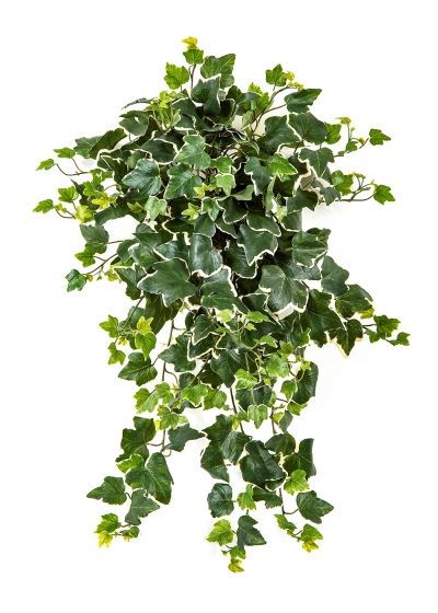 Edera Variegata Sospesa Cespuglio X 262 - 65Cm Uv Resistente