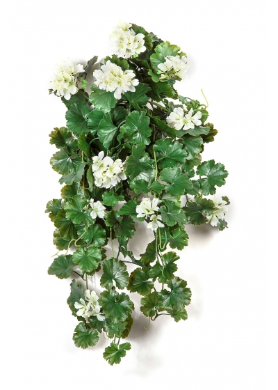 Geranio Sospesa Cespuglio Crema - 66Cm Uv Resistente