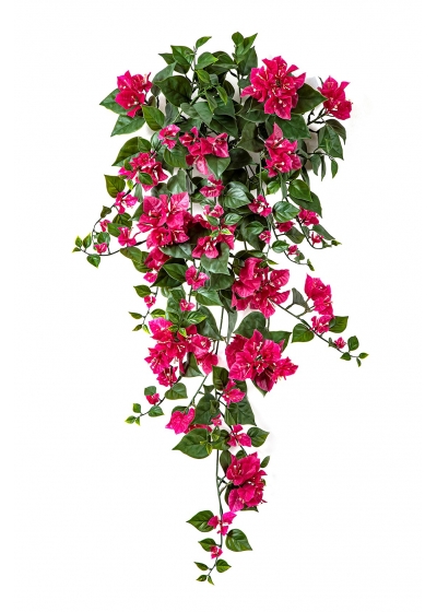 Bougainvillea Fuchsia - 100Cm Uv Resistente