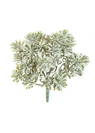 Silver Dusty Miller Uv - 22Cm Uv Resistente