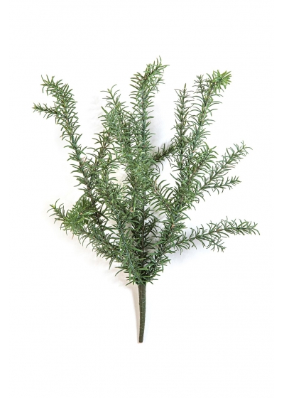 Rosemary Wild Cespuglio - 60Cm Uv Resistente