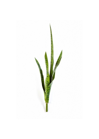 Sanseveria Verde - 81Cm
