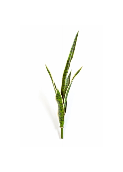 Sanseveria Verde/Giallo - 81Cm