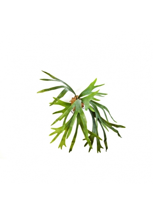Felce Staghorn X 8 Lvs - 50Cm