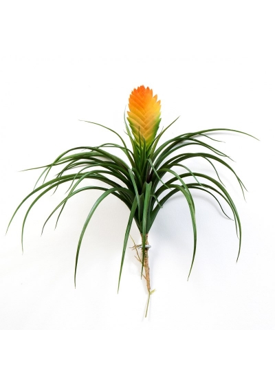 Bromelia Large Vriesia - 30Cm