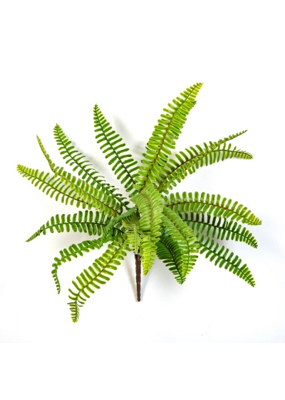 Felce Boston Wild - 30Cm
