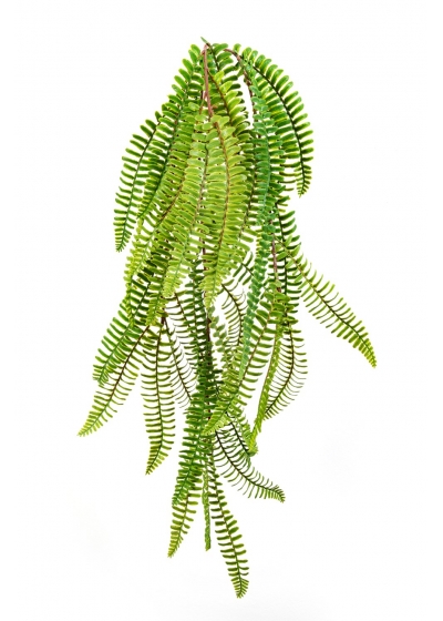 Felce Boston Wild Sospesa Bu - 60Cm