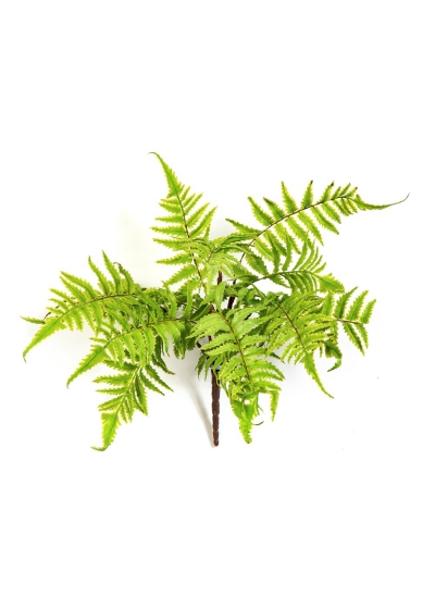 Felce Cinnamon - 30Cm