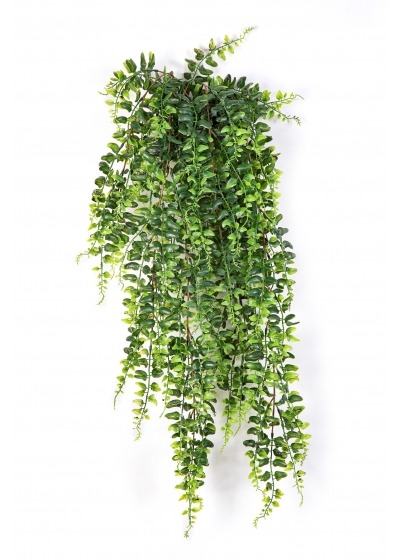 Felce Boston Sospesa Cespuglio 75 - 75Cm