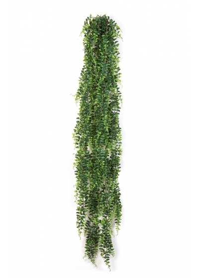 Felce Boston Sospesa Cespuglio 14 - 140Cm