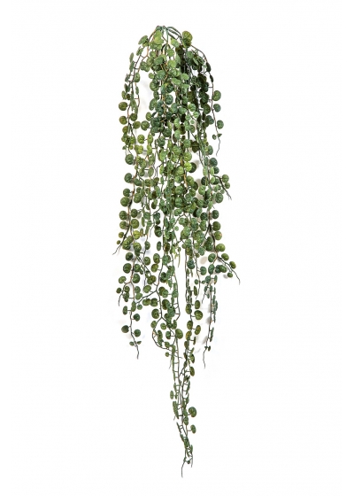 Peperomia Serpens Sospesa B - 90Cm