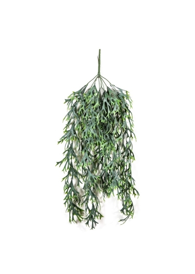 Staghorn Sospesa Vine Cespuglio - 80Cm