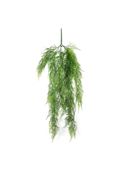 Asparagus Sospesa Vine - 75Cm