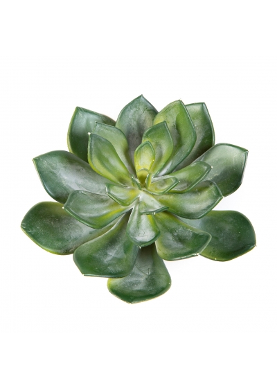 Echeveria Verde - 15Cm