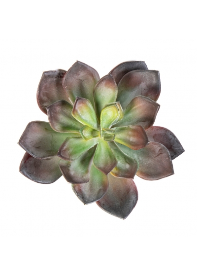 Echeveria Verde/Rosso - 15Cm