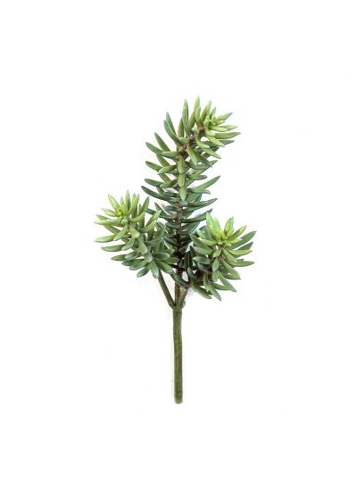 Sedum Cluster Pianta X 3 - 38Cm