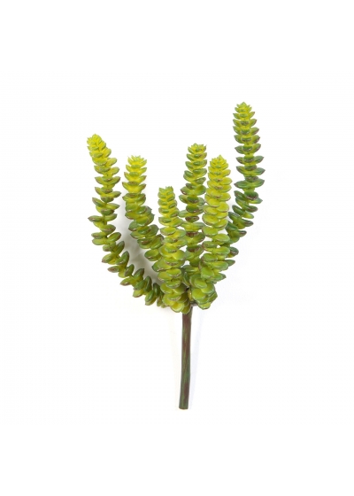 Crassula Perforata X 6 - 17Cm