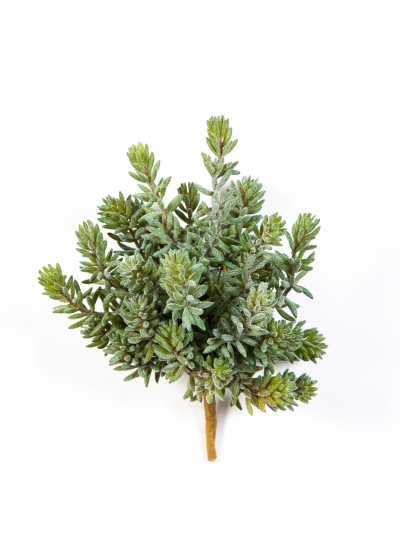 Sedum Cespuglio X 26 - 20Cm
