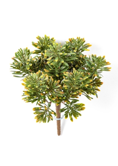 Dusty Miller Cespuglio X 7 Gre/R - 18Cm