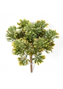 Dusty Miller Cespuglio X 7 Gre/R - 18Cm