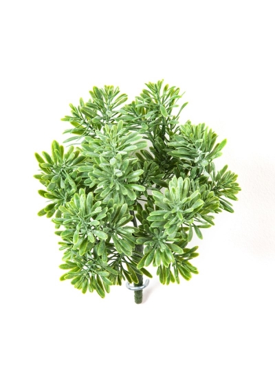 Dusty Miller Cespuglio X 7 Verde - 18Cm