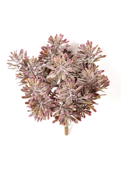 Dusty Miller Cespuglio X 7 Burgu - 18Cm