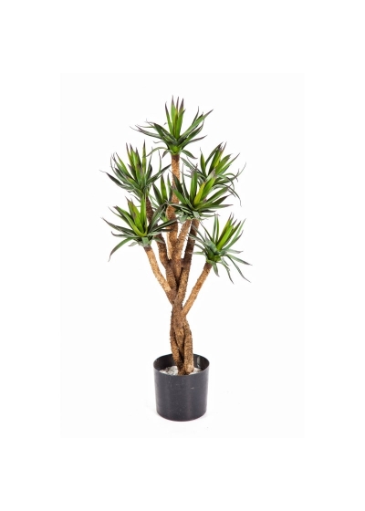 Agave Tree - 70Cm