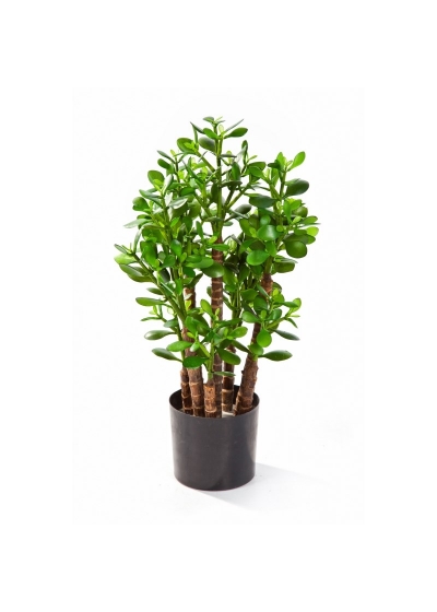 Crassula Ovata - 60Cm