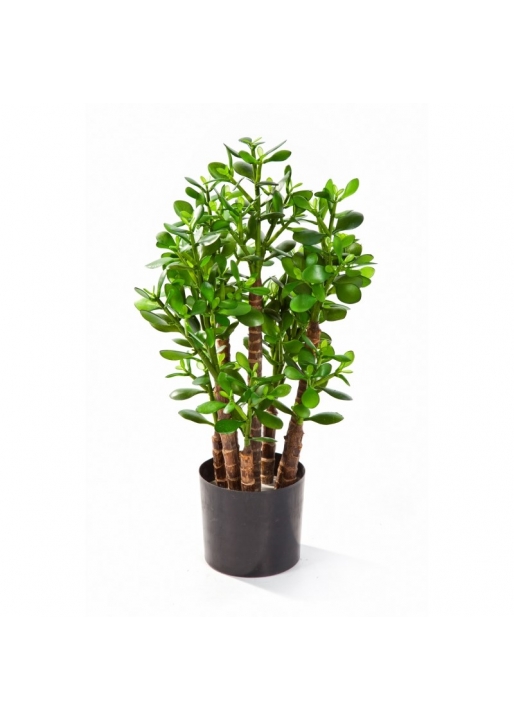 Crassula Ovata - 60Cm