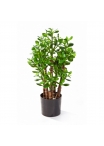 Crassula Ovata - 60Cm